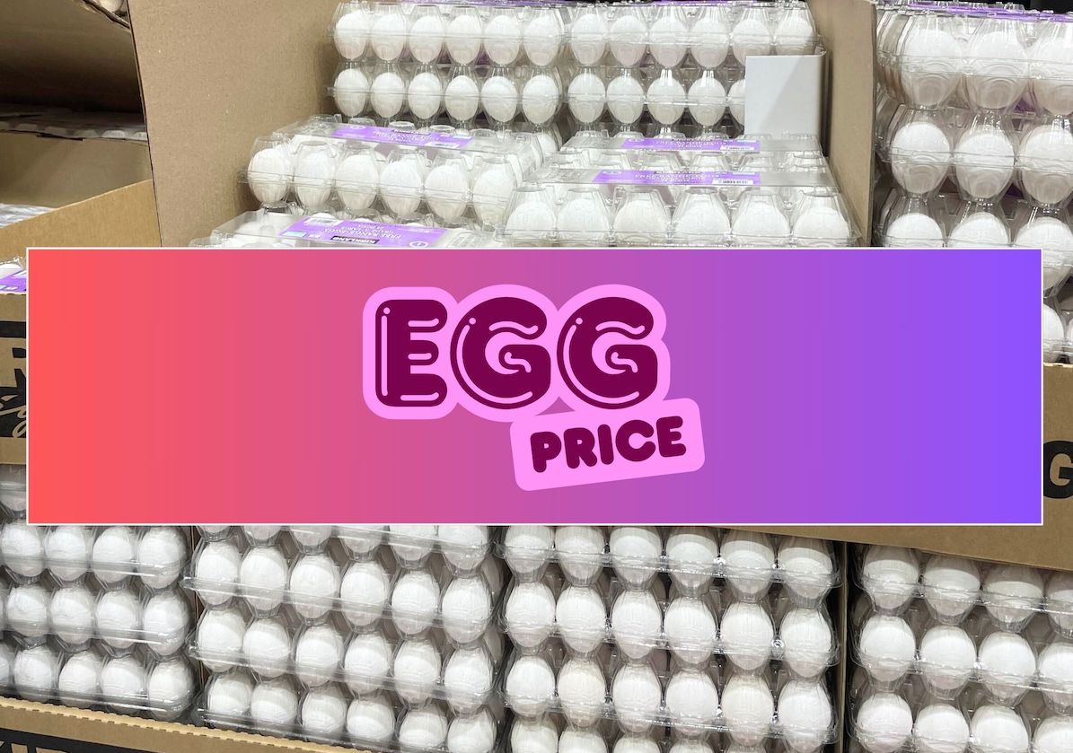 EGG PRICE