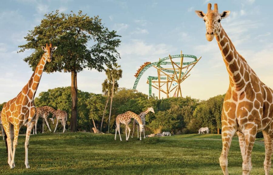 Busch Gardens Tampa ticket deals