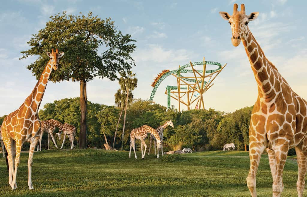 Busch Gardens Tampa ticket deals
