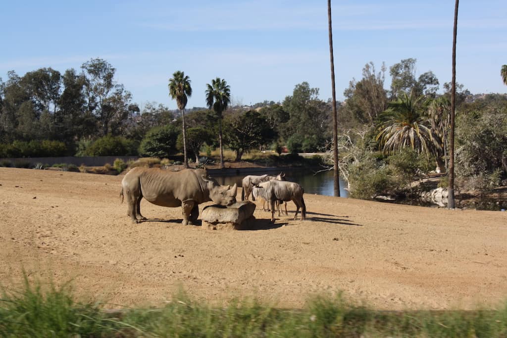 San Diego Safari Park Discount + Promo Code